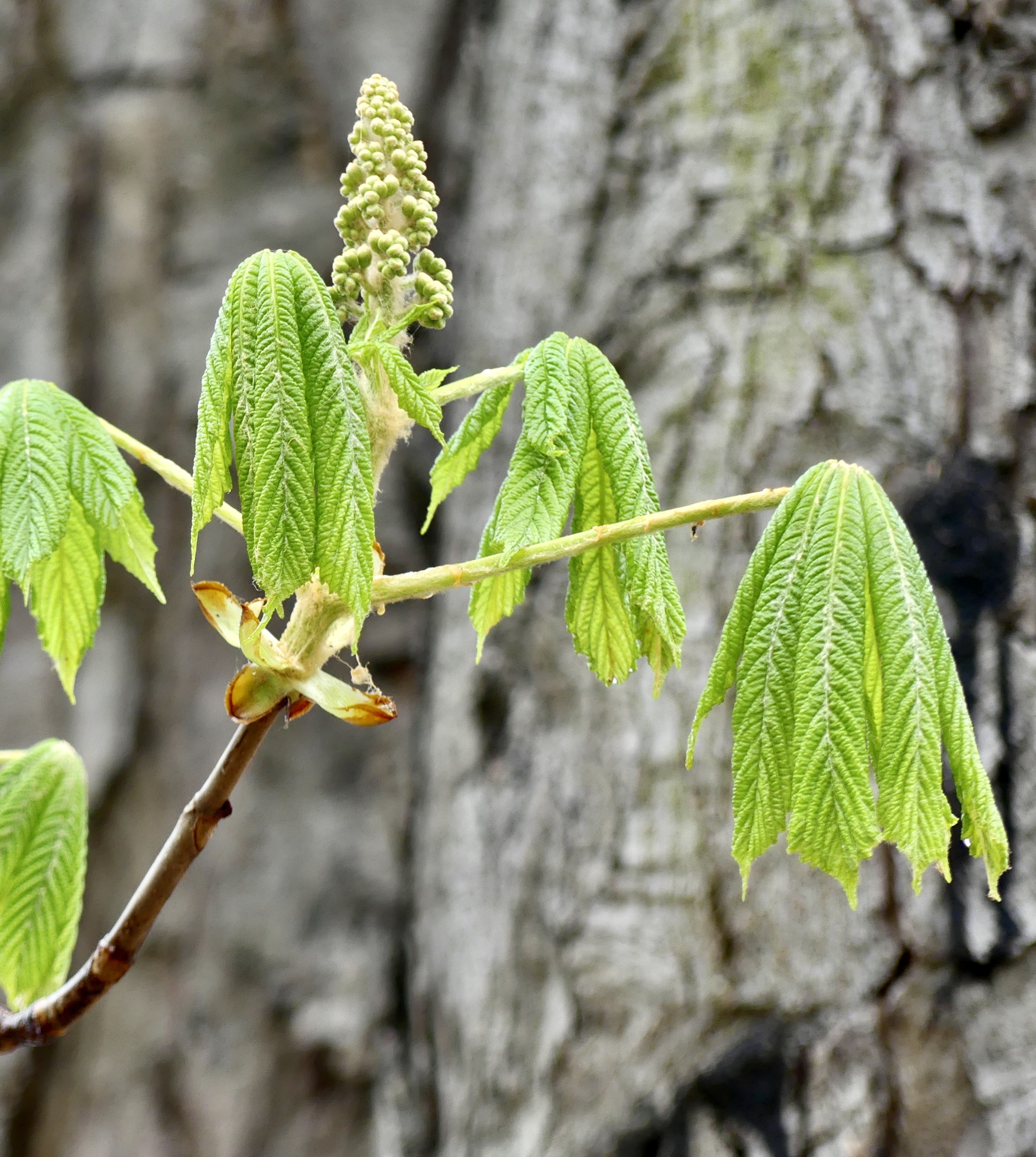 B&auml;ume und Gr&uuml;n in Landshut